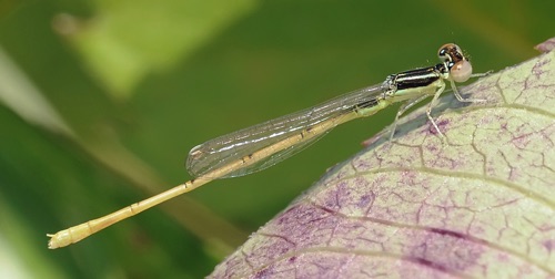 Male, immature
2008_08_08_Floyd